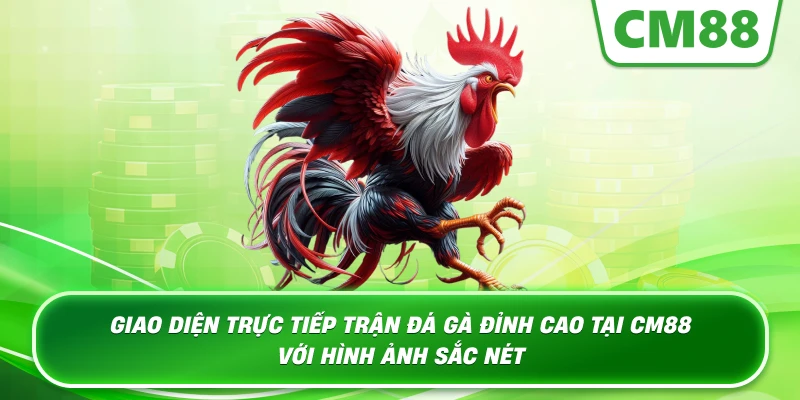 Giao diện trực tiếp trận đá gà đỉnh cao tại CM88 với hình ảnh sắc nét